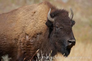 Bison, Bison bison, Yellowstone National Park, Wyoming