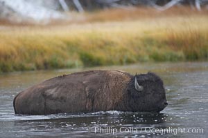 Bison wades across the Madison River, autumn, Bison bison, Yellowstone National Park, Wyoming