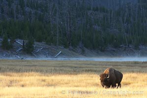 Bison grazes amid grass fields along the Madison River. Yellowstone National Park, Wyoming, USA, Bison bison, natural history stock photograph, photo id 19602
