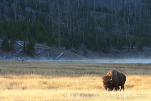 Bison grazes amid grass fields along the Madison River, Bison bison, Yellowstone National Park, Wyoming