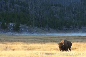 Bison grazes amid grass fields along the Madison River, Bison bison, Yellowstone National Park, Wyoming