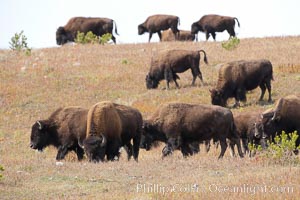 Bison herd, Bison bison, Yellowstone National Park, Wyoming
