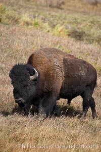Bison. Yellowstone National Park, Wyoming, USA, Bison bison, natural history stock photograph, photo id 19604