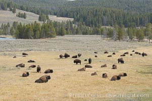 Bison herds, Hayden Valley, Bison bison, Yellowstone National Park, Wyoming