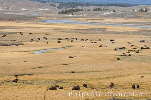 Bison herds, Hayden Valley, Bison bison, Yellowstone National Park, Wyoming