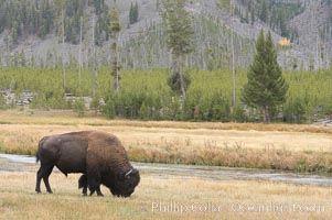 Bison grazes amid grass fields along the Madison River, Bison bison, Yellowstone National Park, Wyoming