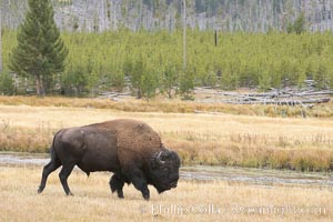 Bison grazes amid grass fields along the Madison River, Bison bison, Yellowstone National Park, Wyoming