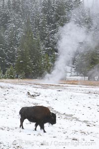 Bison. Yellowstone National Park, Wyoming, USA, Bison bison, natural history stock photograph, photo id 19611