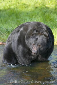 American black bear, adult male, Sierra Nevada foothills, Mariposa, California, Ursus americanus