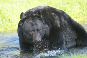 American black bear, adult male, Sierra Nevada foothills, Mariposa, California, Ursus americanus