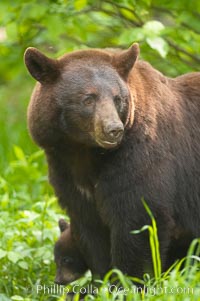 Black bear portrait.  American black bears range in color from deepest black to chocolate and cinnamon brown.  They prefer forested and meadow environments. This bear still has its thick, full winter coat, which will be shed soon with the approach of summer, Ursus americanus, Orr, Minnesota