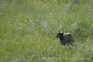 This black bear is wading through deep grass grazing on wild flowers.  Lamar Valley, Ursus americanus, Yellowstone National Park, Wyoming