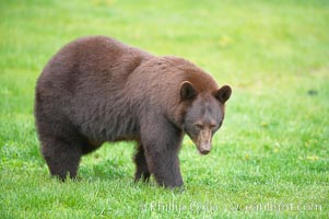 Black bear walking in a grassy meadow.  Black bears can live 25 years or more, and range in color from deepest black to chocolate and cinnamon brown.  Adult males typically weigh up to 600 pounds.  Adult females weight up to 400 pounds and reach sexual maturity at 3 or 4 years of age.  Adults stand about 3' tall at the shoulder, Ursus americanus, Orr, Minnesota