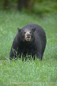 Black bear walking in a grassy meadow.  Black bears can live 25 years or more, and range in color from deepest black to chocolate and cinnamon brown.  Adult males typically weigh up to 600 pounds.  Adult females weight up to 400 pounds and reach sexual maturity at 3 or 4 years of age.  Adults stand about 3' tall at the shoulder, Ursus americanus, Orr, Minnesota