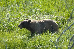 This black bear is wading through deep grass grazing on wild flowers.  Lamar Valley, Ursus americanus, Yellowstone National Park, Wyoming