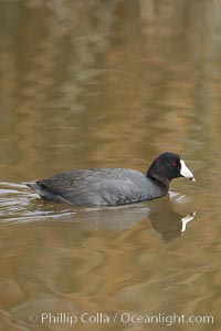 American coot, Fulica americana, San Elijo Lagoon, Encinitas, California