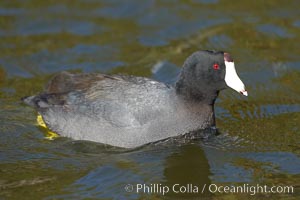 American coot, Fulica americana, Santee Lakes