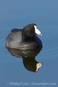 American coot, Fulica americana, Santee Lakes