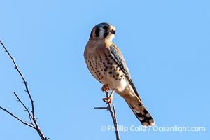 American Kestrel, Falco sparverius, Bosque del Apache National Wildlife Refuge, New Mexico, USA, Falco sparverius, Socorro