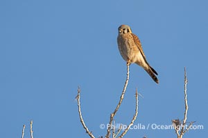 American Kestrel, Falco sparverius, Bosque del Apache National Wildlife Refuge, New Mexico, USA, Falco sparverius, Socorro