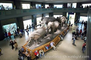 Seen at the American Museum of Natural History, New York City