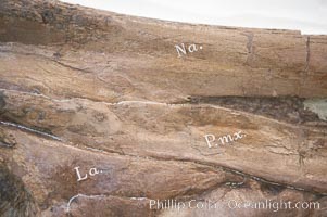 Scientific notations on a fossil, depicting different anatomical features. Seen at the American Museum of Natural History, New York City