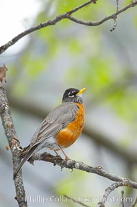 American robin.  Yosemite Valley, Turdus migratorius, Yosemite National Park, California