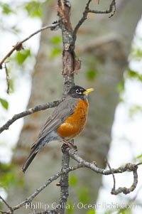 American robin.  Yosemite Valley, Turdus migratorius, Yosemite National Park, California