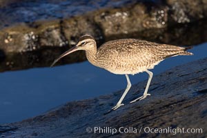 American Whimbrel in tidepool, La Jolla, Numenius phaeopus