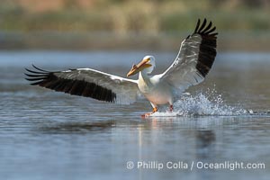 American White Pelican in Flight, breeding adult with fibrous plate on upper mandible of bill, Lake Wohlford, Pelecanus erythrorhynchos, Escondido, California