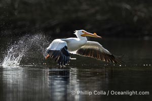 American White Pelican in Flight, breeding adult with fibrous plate on upper mandible of bill, Lake Wohlford, Pelecanus erythrorhynchos, Escondido, California