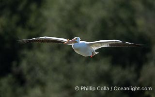 American White Pelican in Flight, breeding adult with fibrous plate on upper mandible of bill, Lake Wohlford, Pelecanus erythrorhynchos, Escondido, California