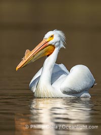 American White Pelican, breeding adult with fibrous plate on upper mandible of bill, Lake Wohlford, Pelecanus erythrorhynchos, Escondido, California