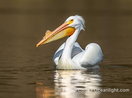 American White Pelican, breeding adult with fibrous plate on upper mandible of bill, Lake Wohlford, Pelecanus erythrorhynchos, Escondido, California
