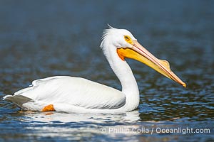American White Pelican, breeding adult with fibrous plate on upper mandible of bill, Lake Wohlford, Pelecanus erythrorhynchos, Escondido, California