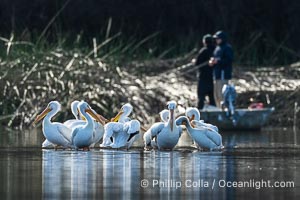 American White Pelicans and Fishermen, Lake Wohlford, Escondido, Pelecanus erythrorhynchos