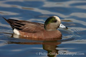 American wigeon, adult breeding plumage, Anas americana, Santee Lakes