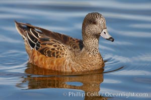 American wigeon, juvenile / nonbreeding plumage, Anas americana, Santee Lakes