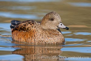 American wigeon, female, Anas americana, Socorro, New Mexico