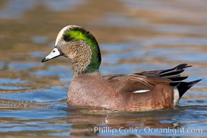 American wigeon, male, Anas americana, Socorro, New Mexico