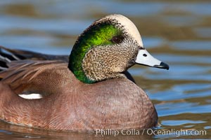 American wigeon, male, Anas americana, Socorro, New Mexico