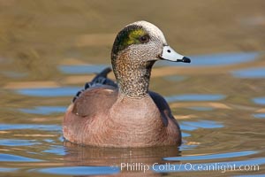 American wigeon, male, Anas americana, Socorro, New Mexico