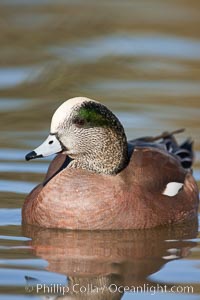 American wigeon, male, Anas americana, Socorro, New Mexico