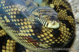 Amethystine python.  The amethystine python is Australias biggest snake.  They are nocturnal and arboreal, inhabiting tropical rainforests, monsoon forests and vine forests., Morelia amethistina, natural history stock photograph, photo id 12569