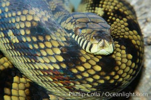 Amethystine python.  The amethystine python is Australias biggest snake.  They are nocturnal and arboreal, inhabiting tropical rainforests, monsoon forests and vine forests, Morelia amethistina