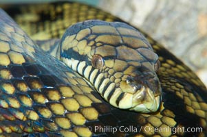 Amethystine python.  The amethystine python is Australias biggest snake.  They are nocturnal and arboreal, inhabiting tropical rainforests, monsoon forests and vine forests, Morelia amethistina