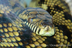 Amethystine python.  The amethystine python is Australias biggest snake.  They are nocturnal and arboreal, inhabiting tropical rainforests, monsoon forests and vine forests, Morelia amethistina