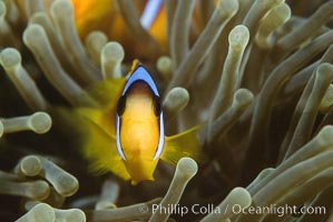 Two band anemonefish, Amphiprion bicinctus, Egyptian Red Sea
