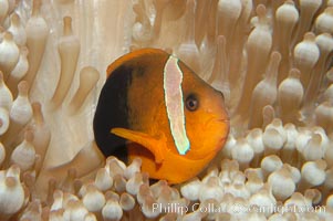 Fire clownfish, Amphiprion melanopus