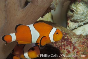 Clown anemonefish, Amphiprion ocellaris